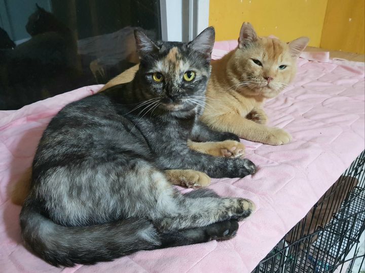 พวกหนูเน่า เรามี มาหนีหาย 1