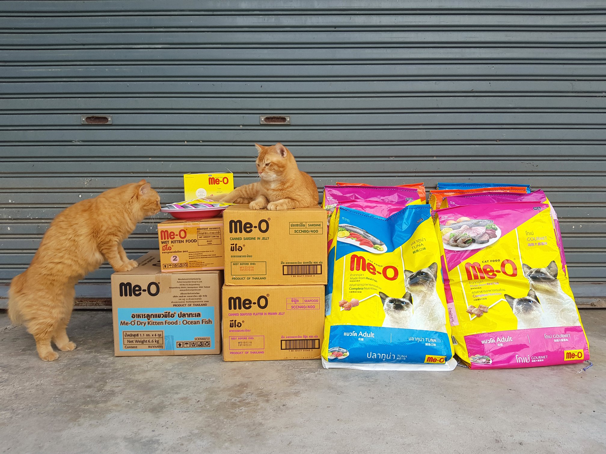 เป็นแมวบ้าน ย่านนี้ ไม่มีอด 4