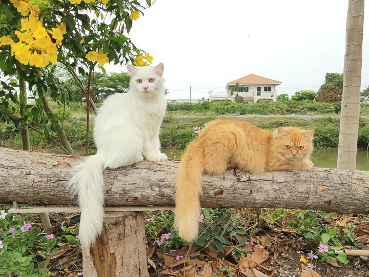 นั่งสบาย ชายคลอง ทั้งสองสาว 1