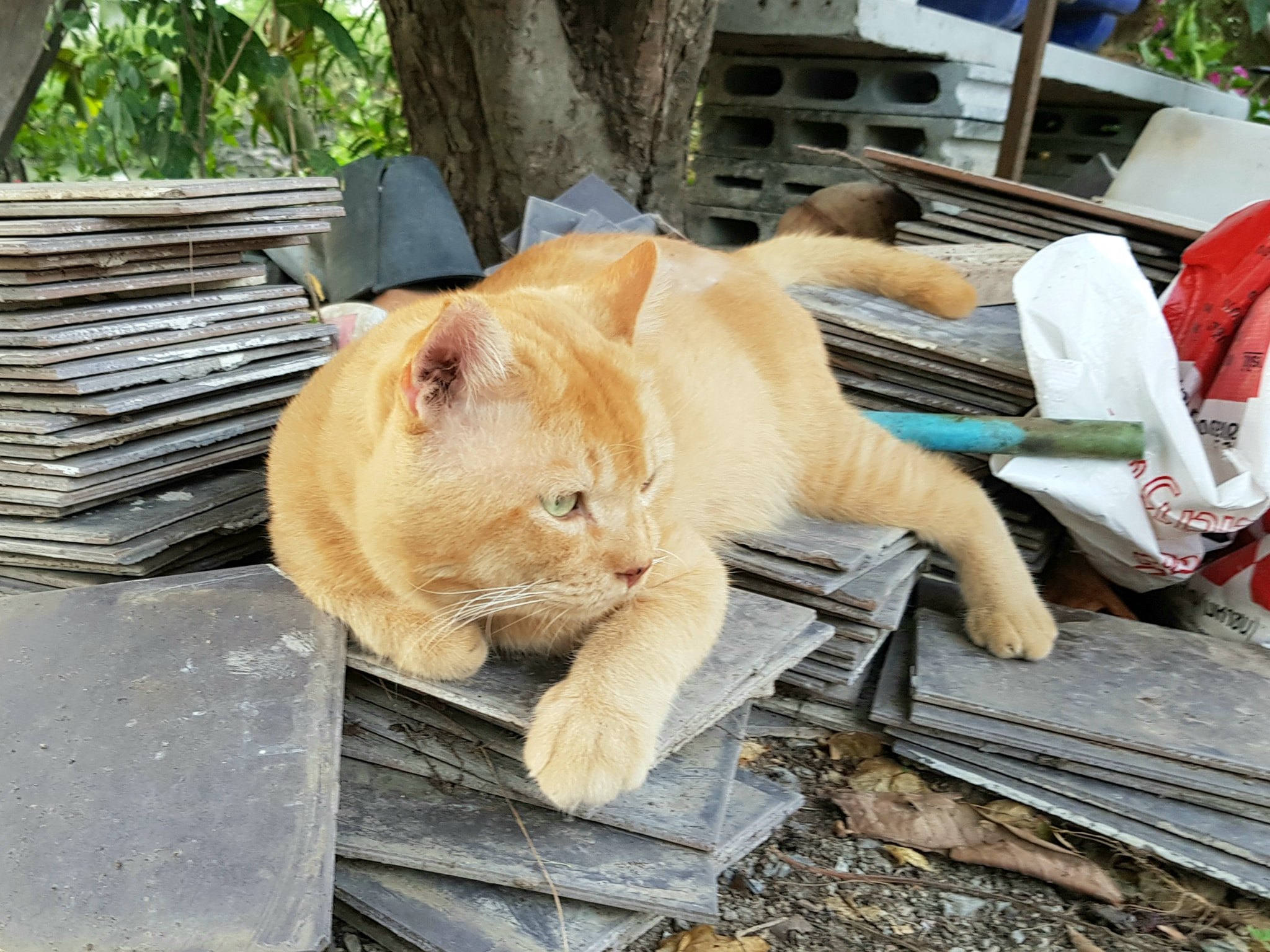 ฝนเคยพรำ ซ้ำสาย พอบ่ายคล้อย 5