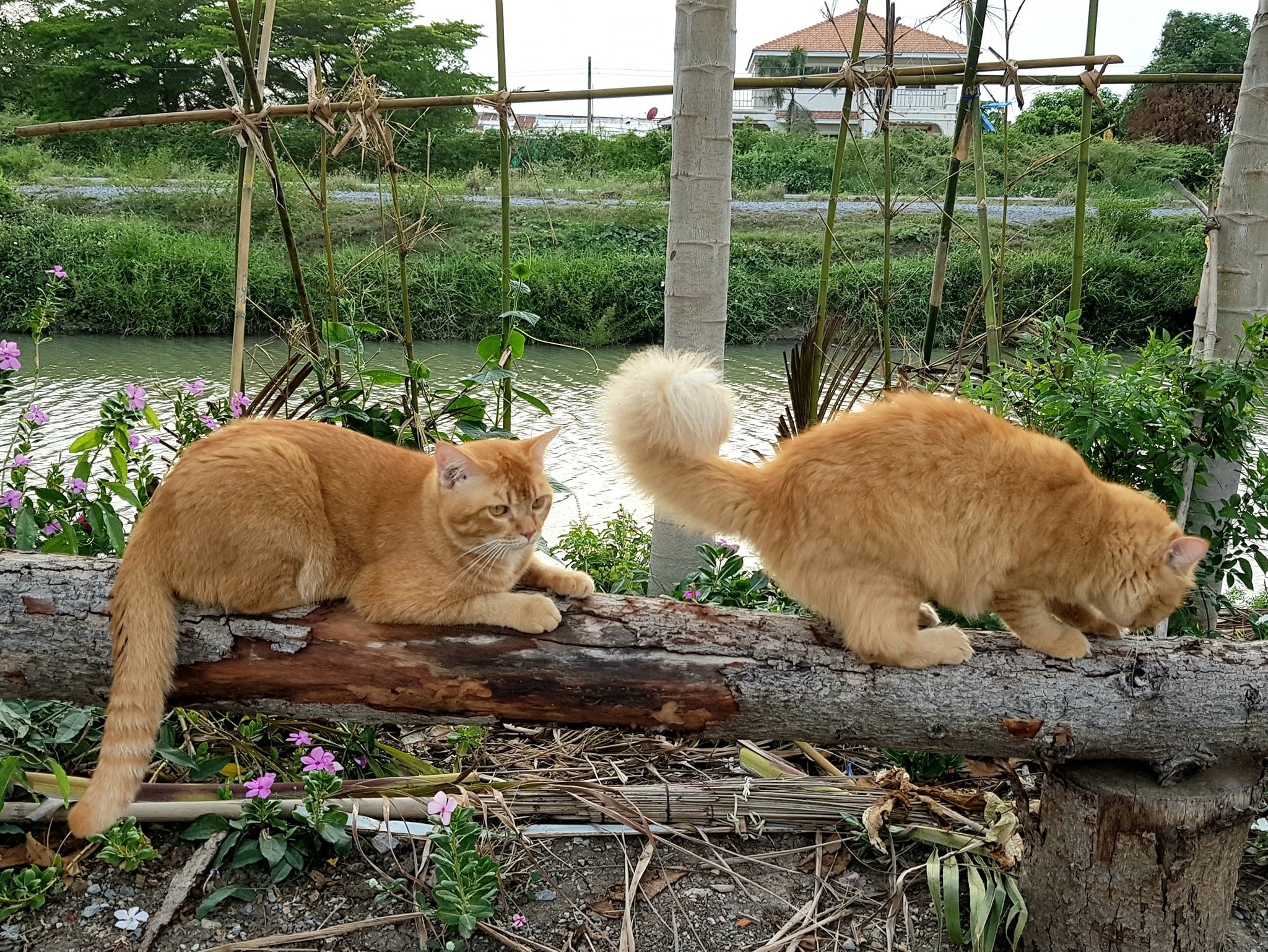 ฝนเคยพรำ ซ้ำสาย พอบ่ายคล้อย 3