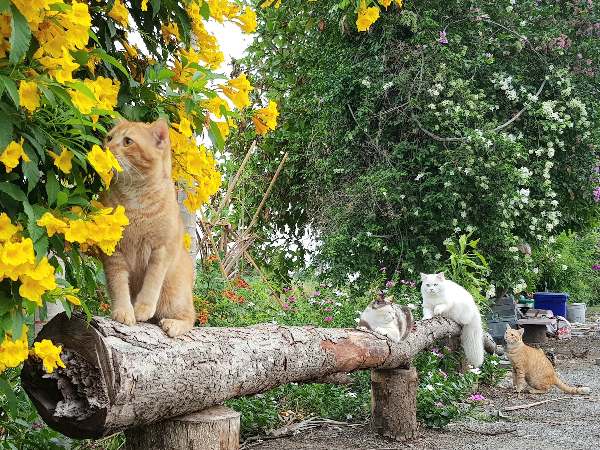 มันสดชื่น รื่นรมย์ ได้ชมสวน 3