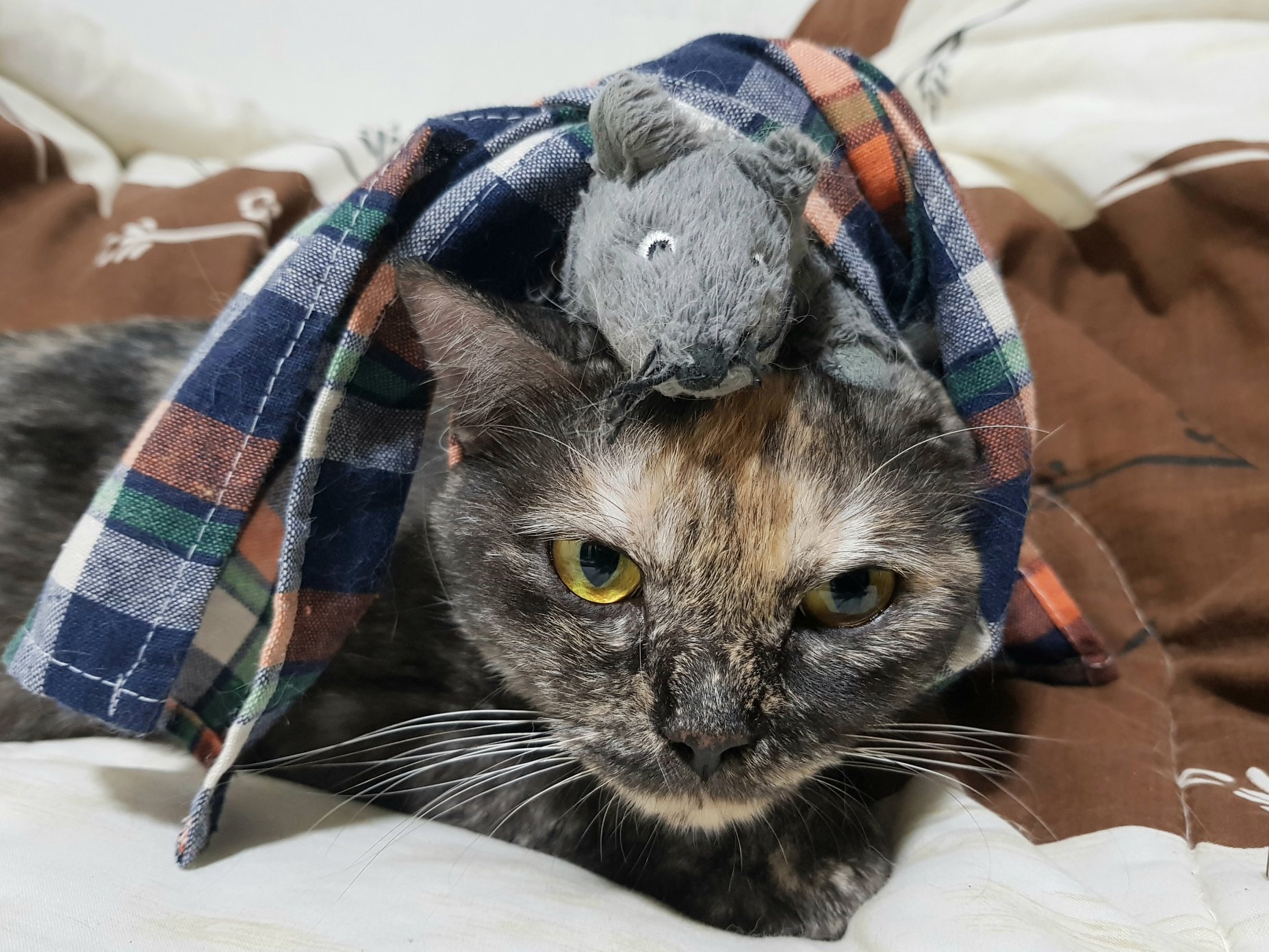 โพสต์นี้มีเรื่องมานินทา #มะเหมี่ยว ครับ ยาวหน่อย อ่านเล่น ๆ ก่อนนอนครับ 1