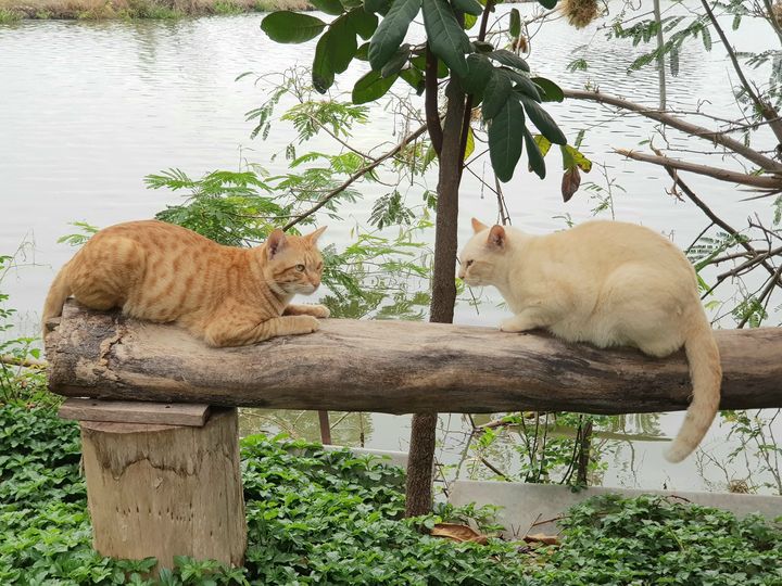 ลมมันลัด พัดครืน ให้ชื่นฉ่ำ 1