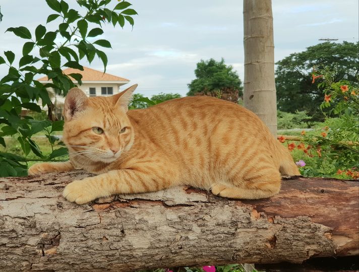 มีข่าวแว่ว แมวแสบ มาแอบย่อง 1