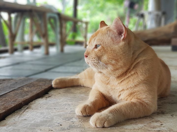 พอฝนพรำ ค่ำพลบ มีกบร้อง 1