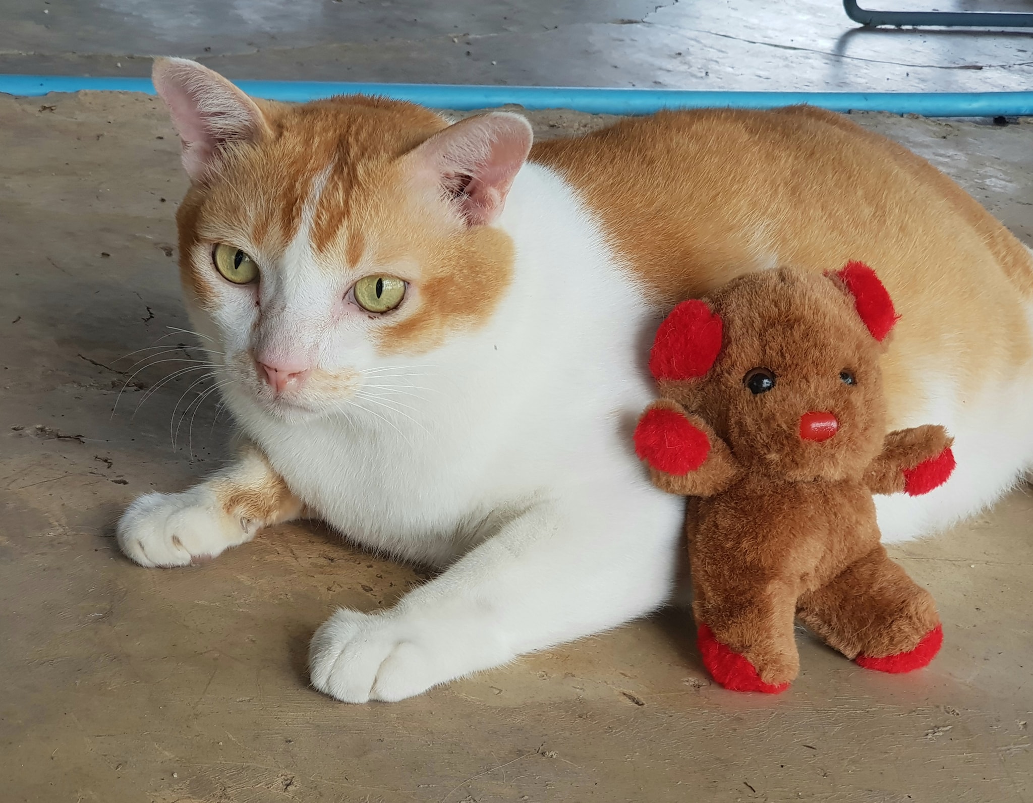 ตุ๊กตา น่ารัก มาดักล่อ 1