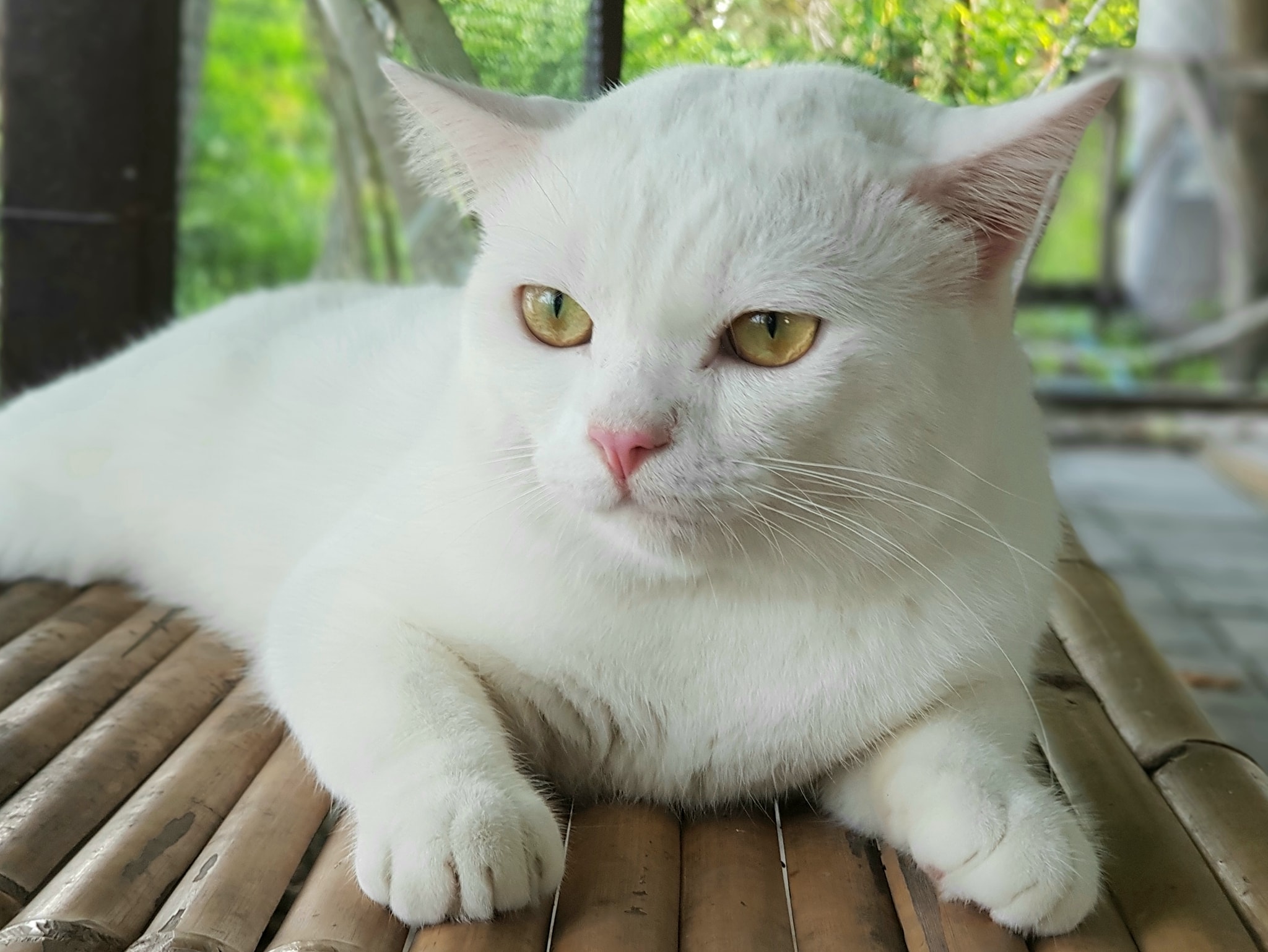 ดันตื่นนอน ตอนเย็น มิเป็นท่า 1