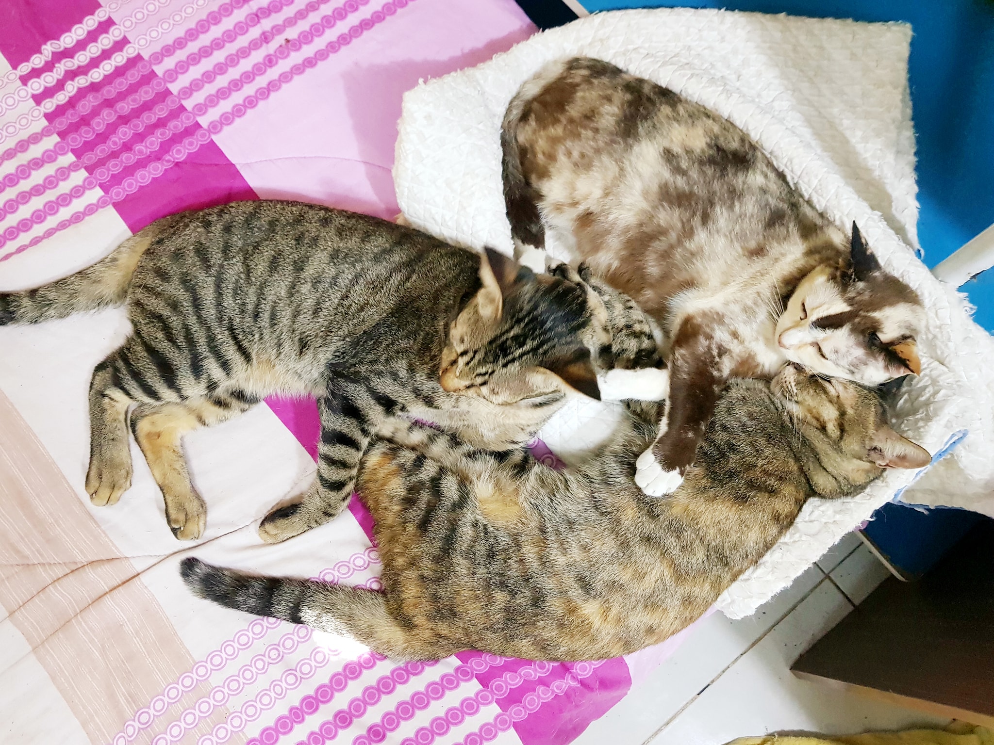 แมวสองครอบครัวนี้ ต่างก็เคยโดนคนปล่อยทิ้ง ต้องกลายเป็นแมวจรโดยเลือกอะไรไม่ได้ 1