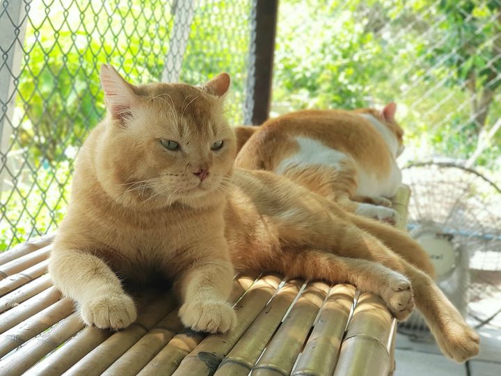 ฉันฝันดี ตีห้า เขาว่าเด็ด 1
