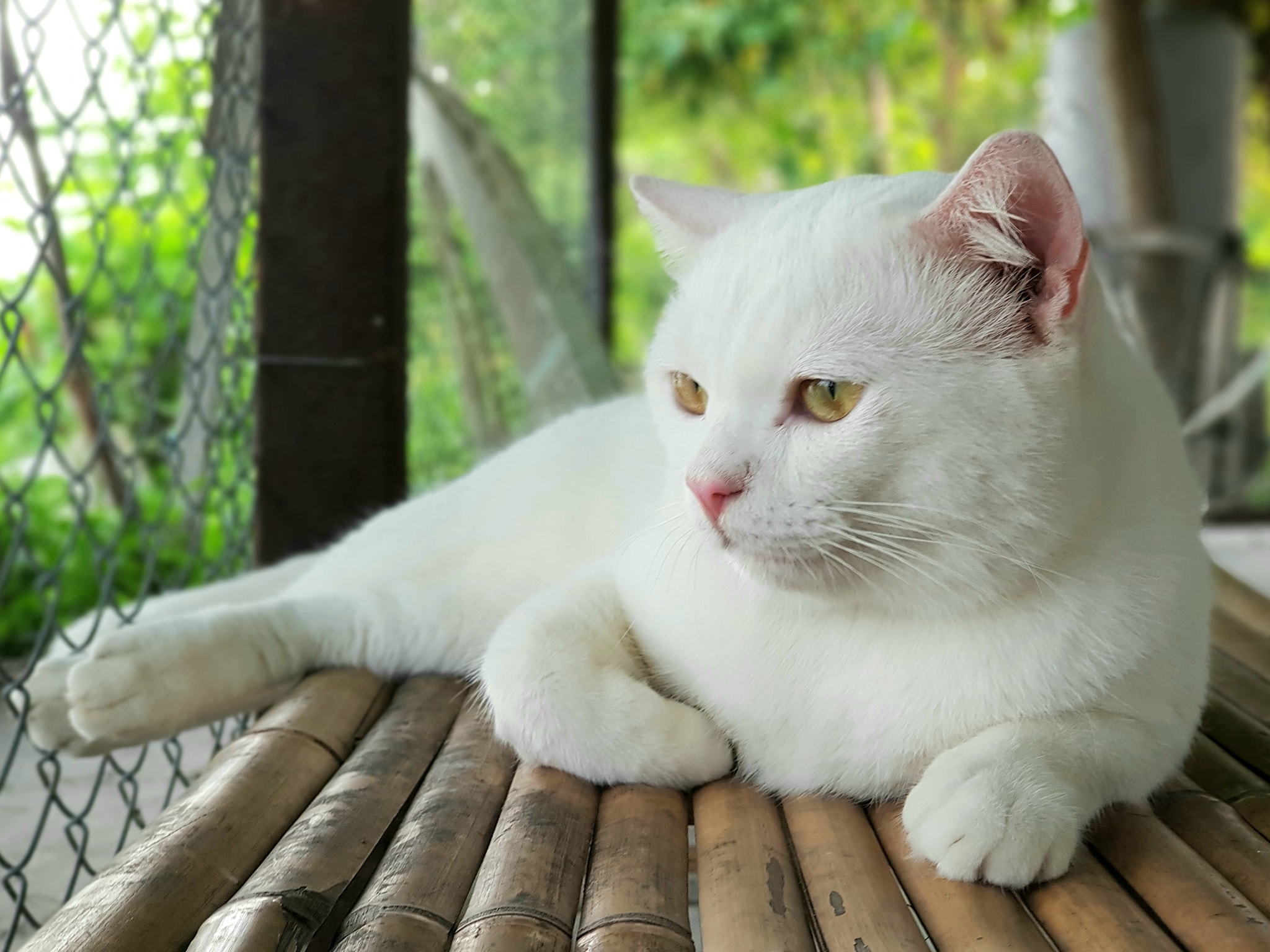 ดันตื่นนอน ตอนเย็น มิเป็นท่า 2
