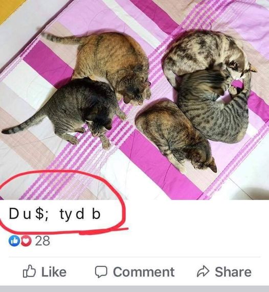 พอดีลืมล็อกหน้าจอโทรศัพท์ แล้วยัยเหมี่ยวไปนอนทับ ก็ไม่ได้เอะใจอะไร จนมีแฟนเพจทัก 1