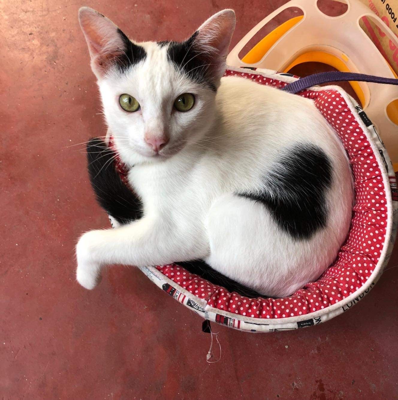 เด็กชาย #ข้าวเหนียว แวะมาสวัสดีครับ 1