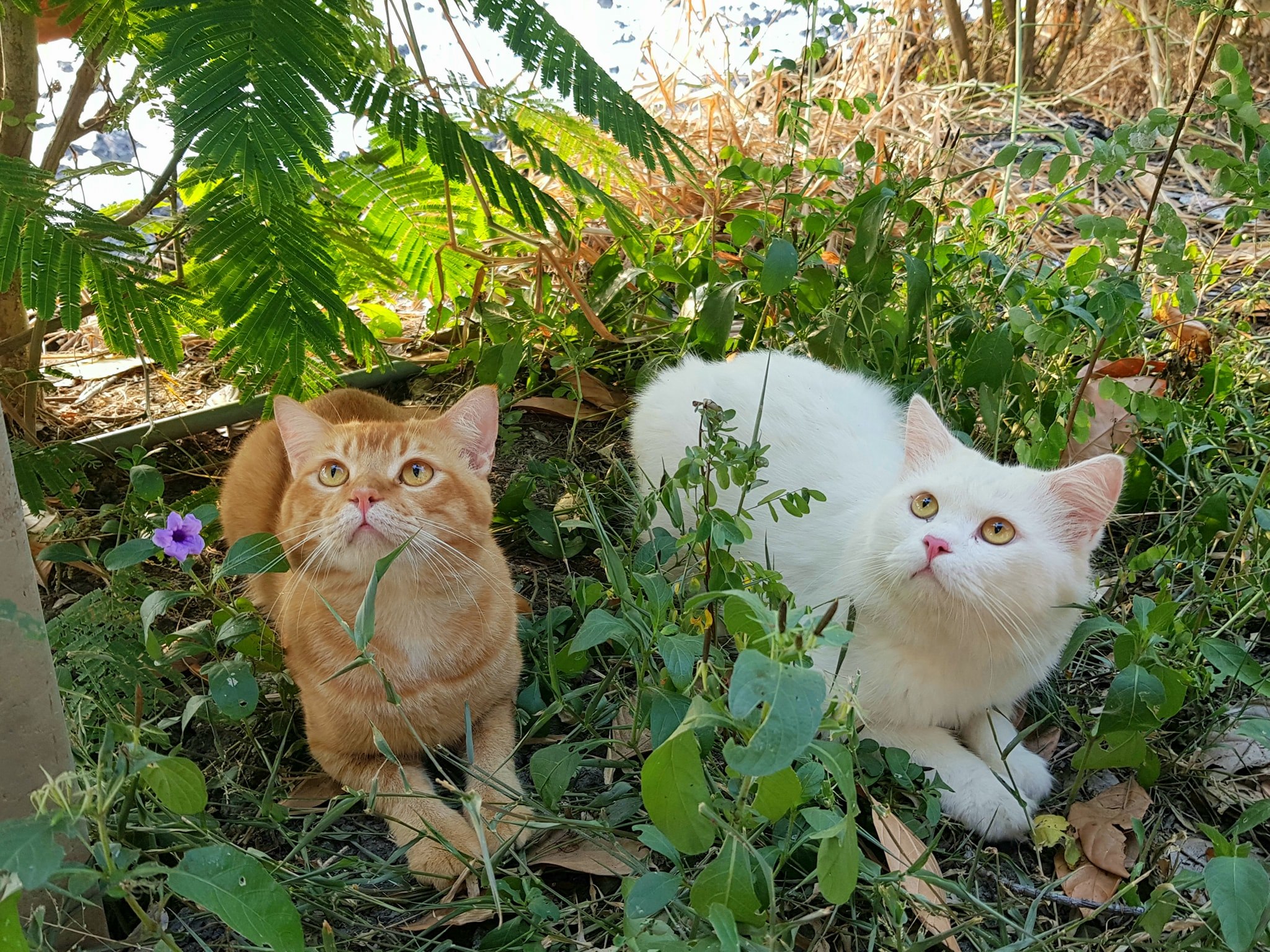อากาศลด สดชื่น รีบตื่นก่อน 1