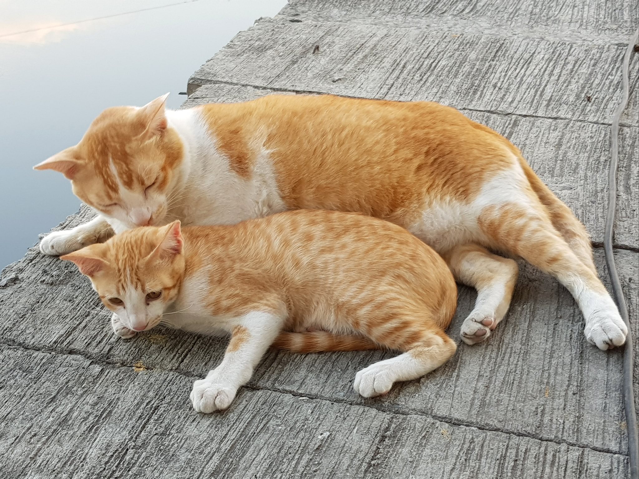 เจ้าดำรง คงซี้ กับพี่เหมี่ยว 3