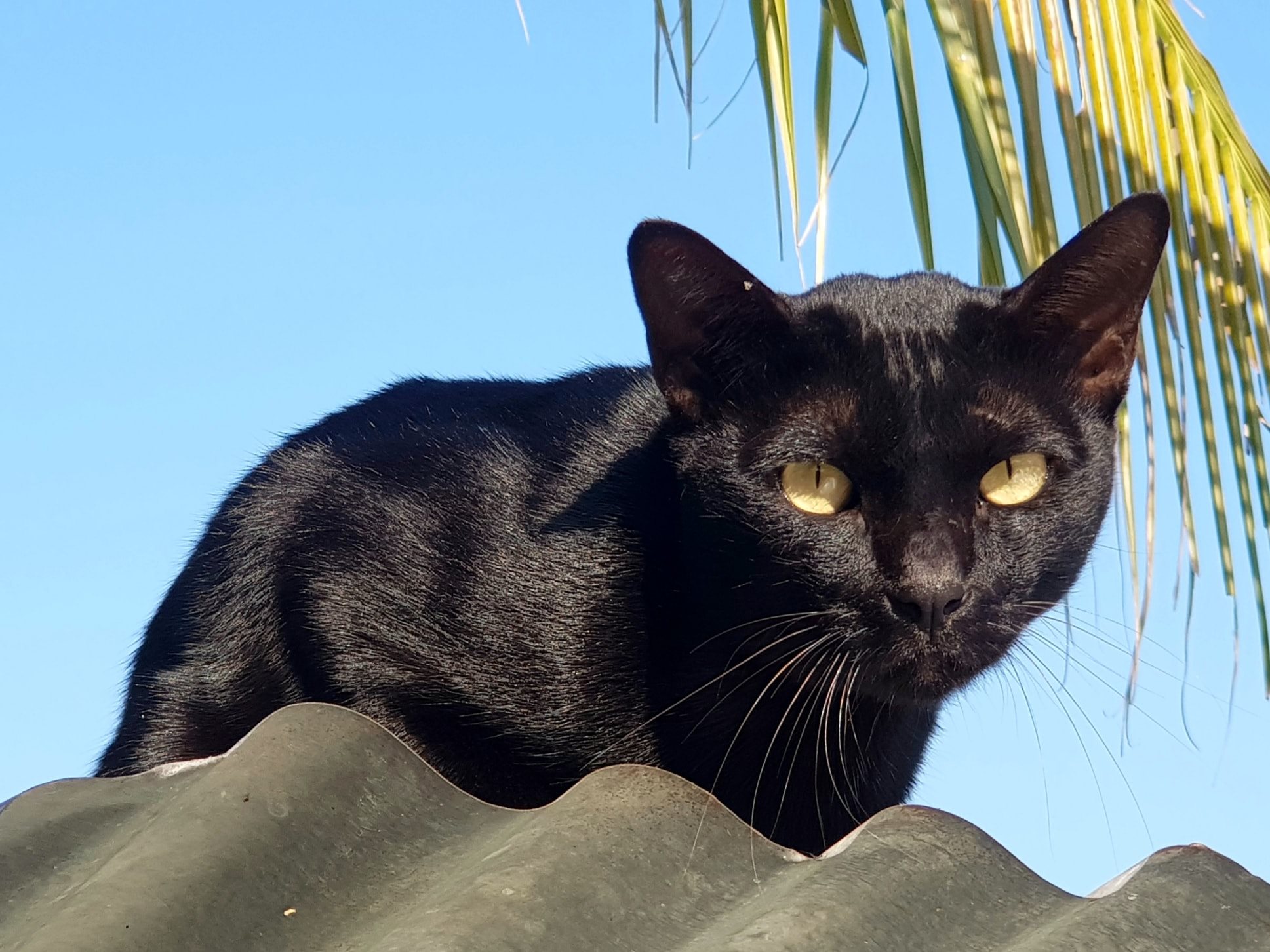 เห็นแมวใหม่ วัยวุ่น แล้วครุ่นคิด 1