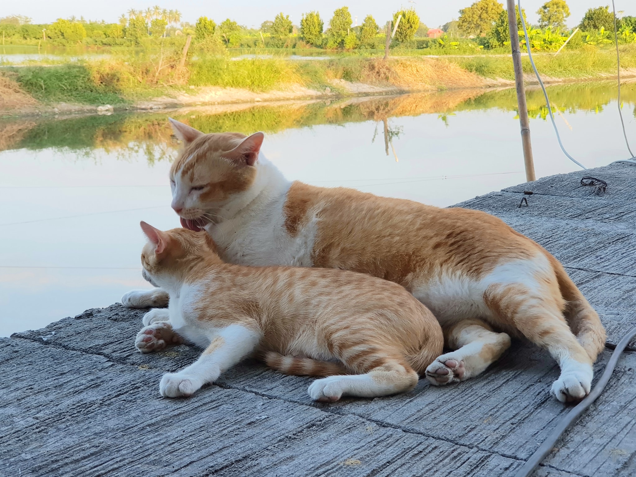 เจ้าดำรง คงซี้ กับพี่เหมี่ยว 1