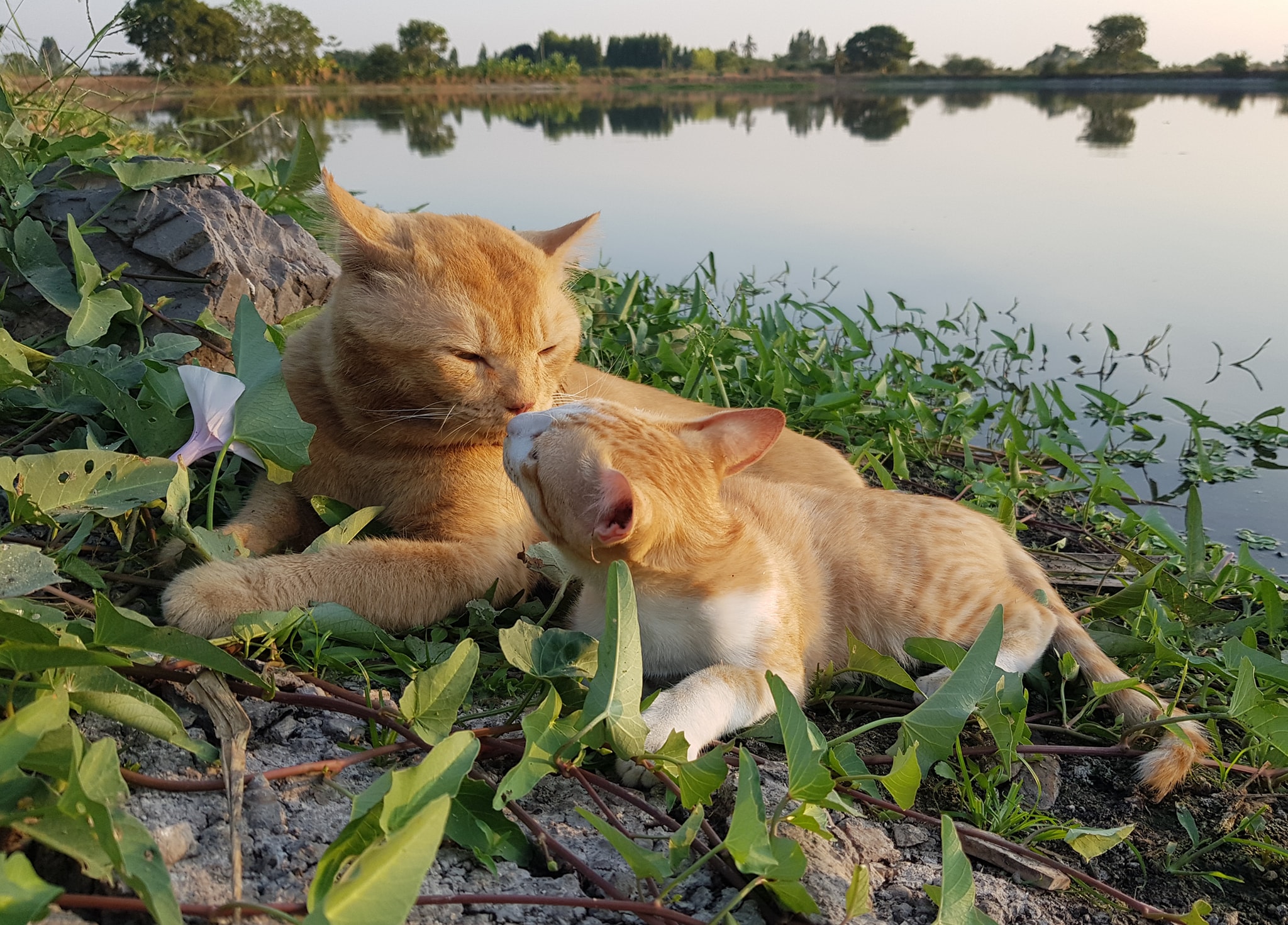 หนูอยากล่อง ท่องทุ่ง เผื่อลุงว่าง 1