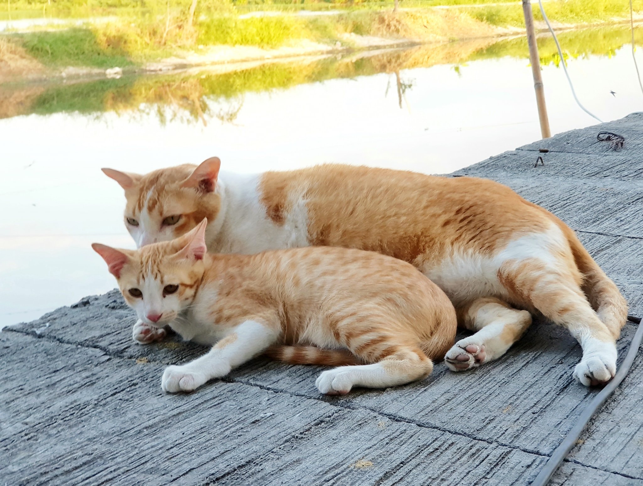 เจ้าดำรง คงซี้ กับพี่เหมี่ยว 2