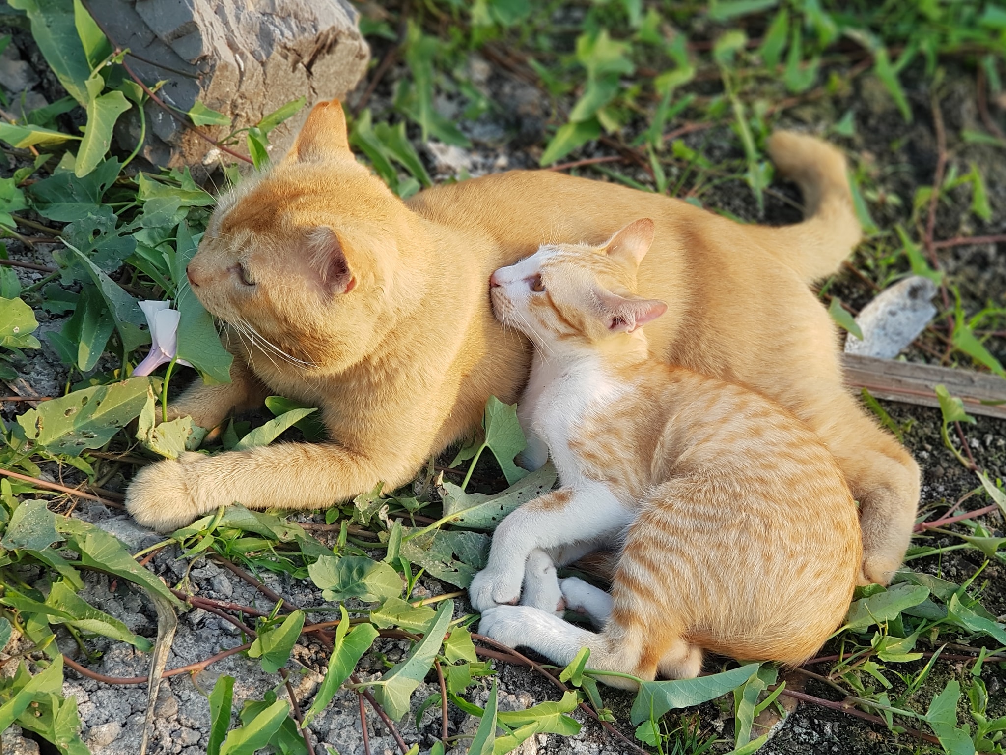 หนูอยากล่อง ท่องทุ่ง เผื่อลุงว่าง 3
