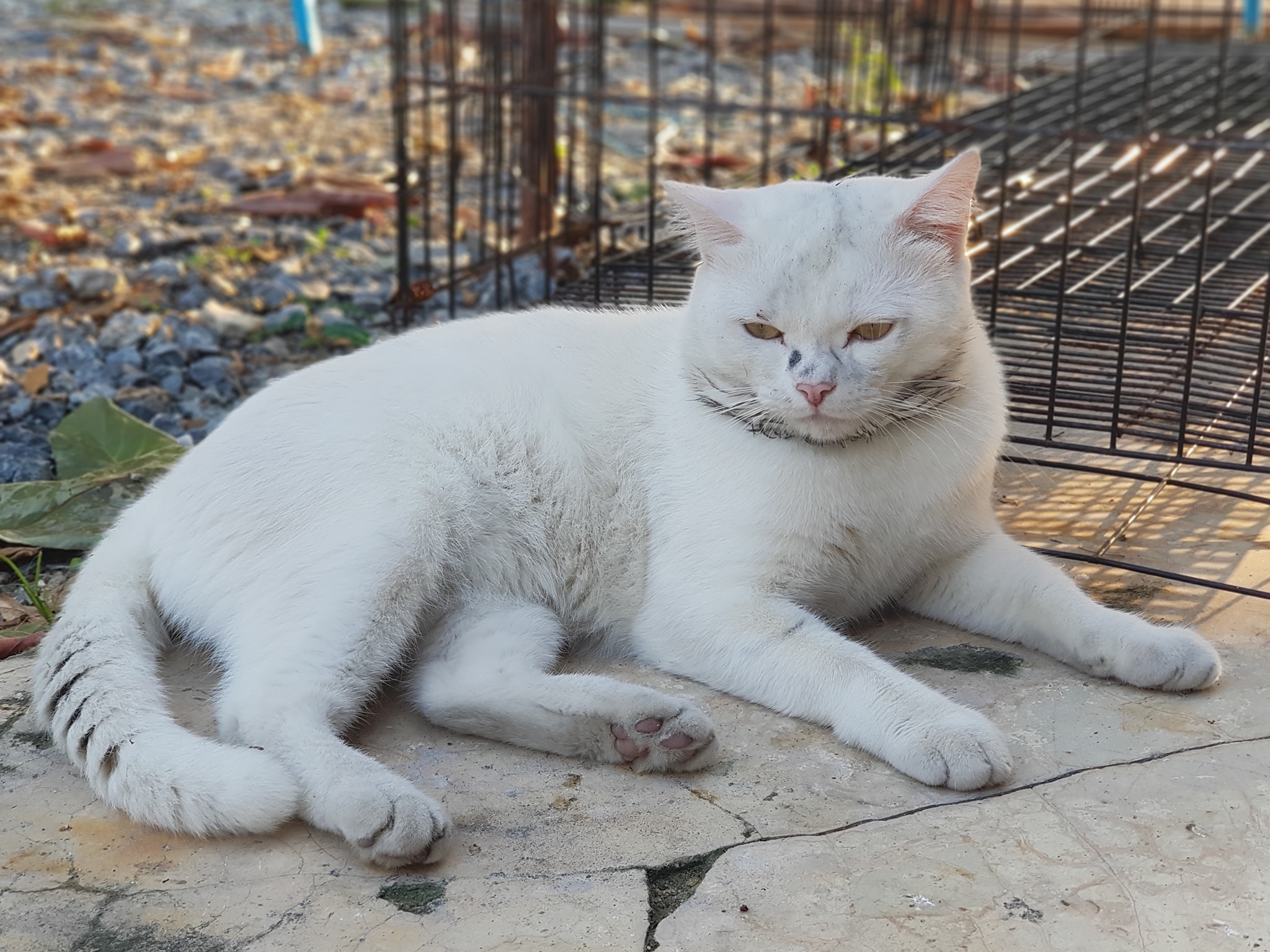 พอขาวล้วน ชวนคิด มันผิดสี 2