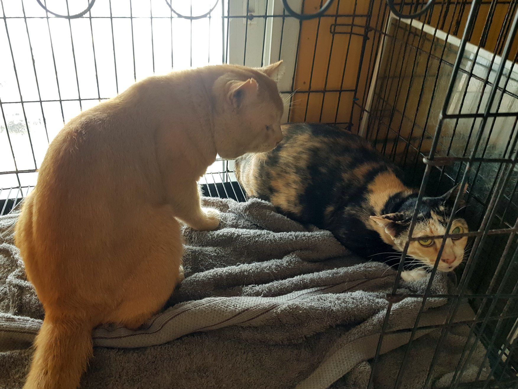 เจ้าก็ท้อง พองโต ดูโย้เย้ 1