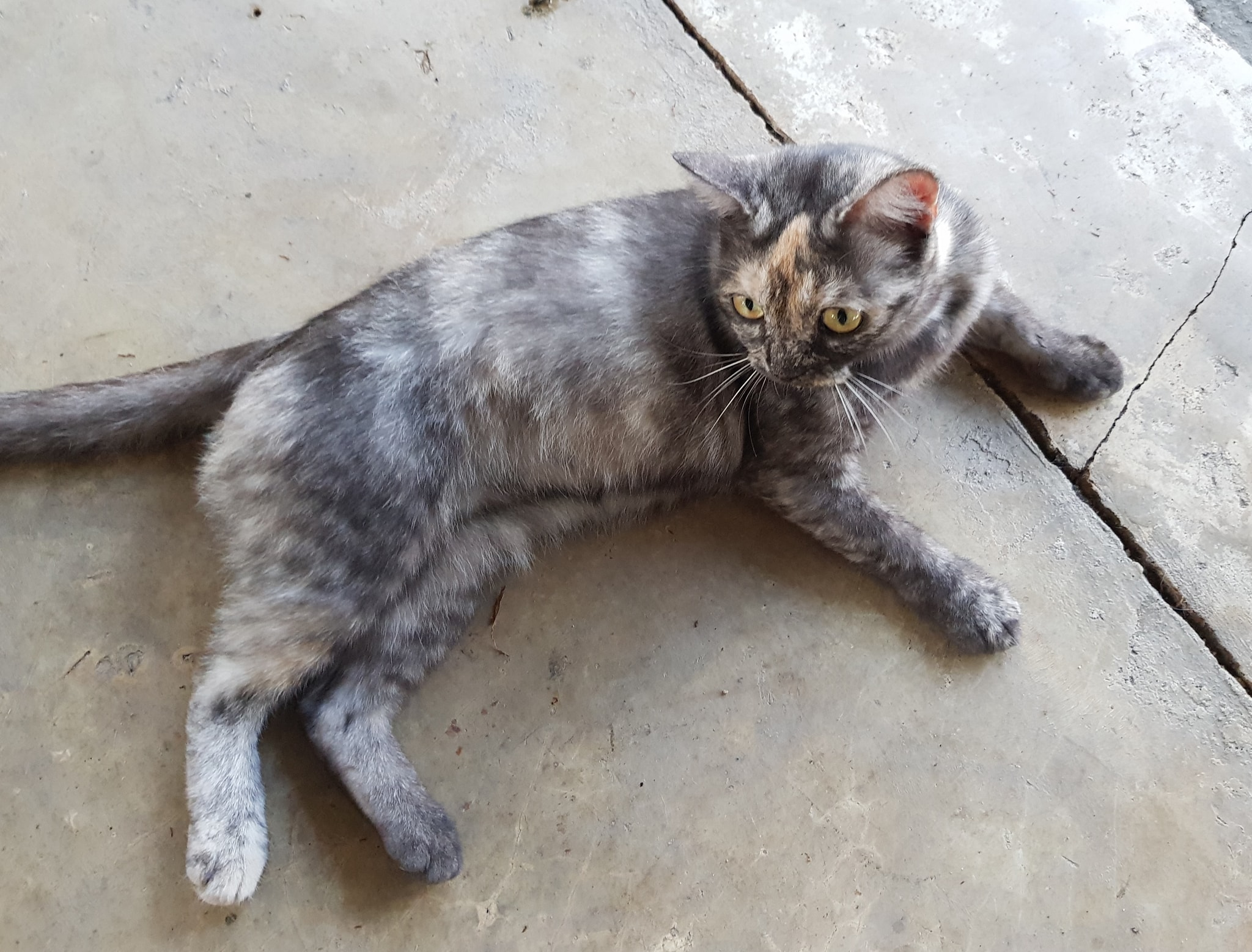 หรือน้ำหนัก ชักเพิ่ม เลยเริ่มช้า 1