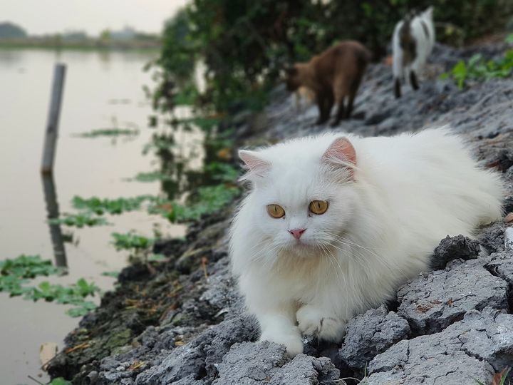 แหล่งอาหาร บ้านนา นั้นหาง่าย 1