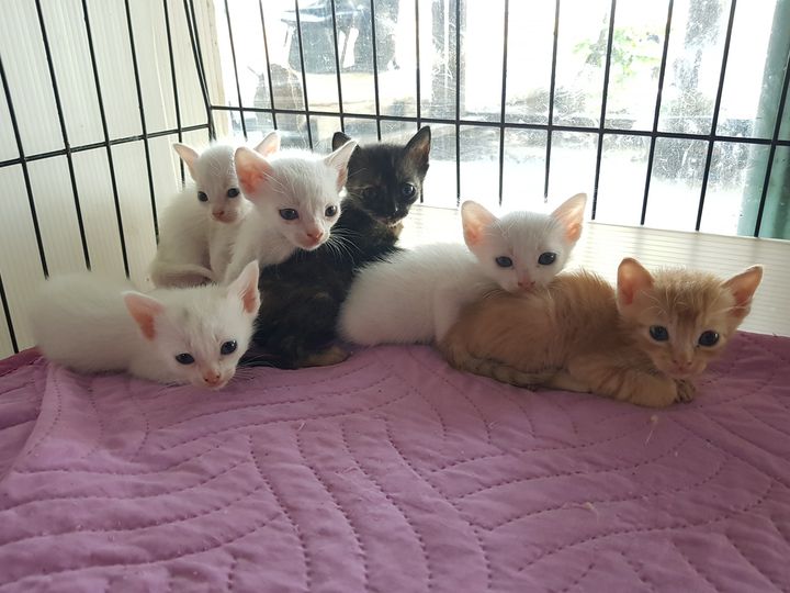 #แมวน้อยทั้งหก เพิ่งตื่นนอนกัน หน้าตายังงัวเงียกันอยู่ แอบถ่ายตอนแม่ศรีใช้กระบะท 1