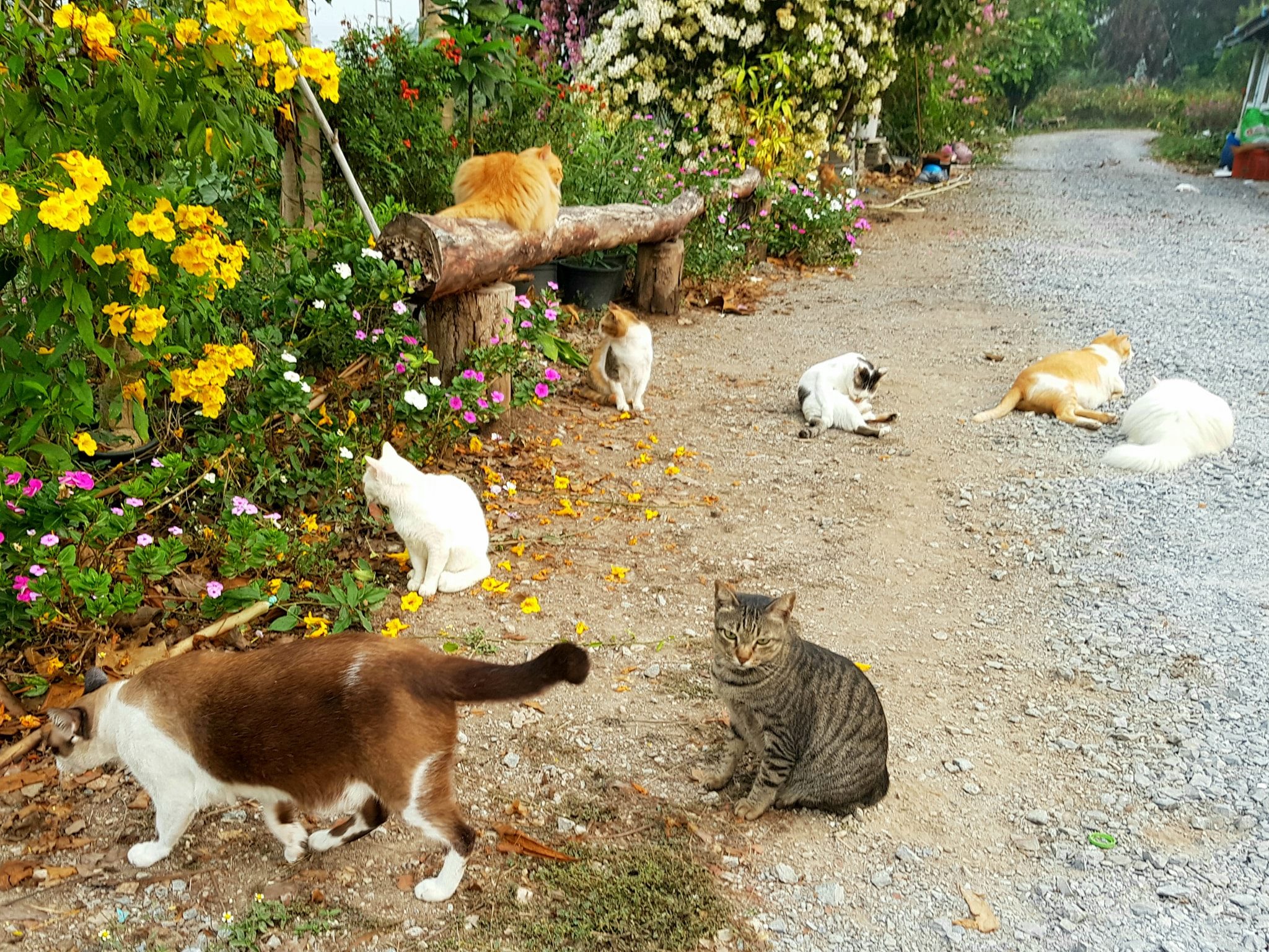 ถ้าพวกเราพูดได้ เราก็อยากขอให้วันนี้เป็นอีกหนึ่งวันที่ไม่เศร้าและมีความสุขกันทุก 1