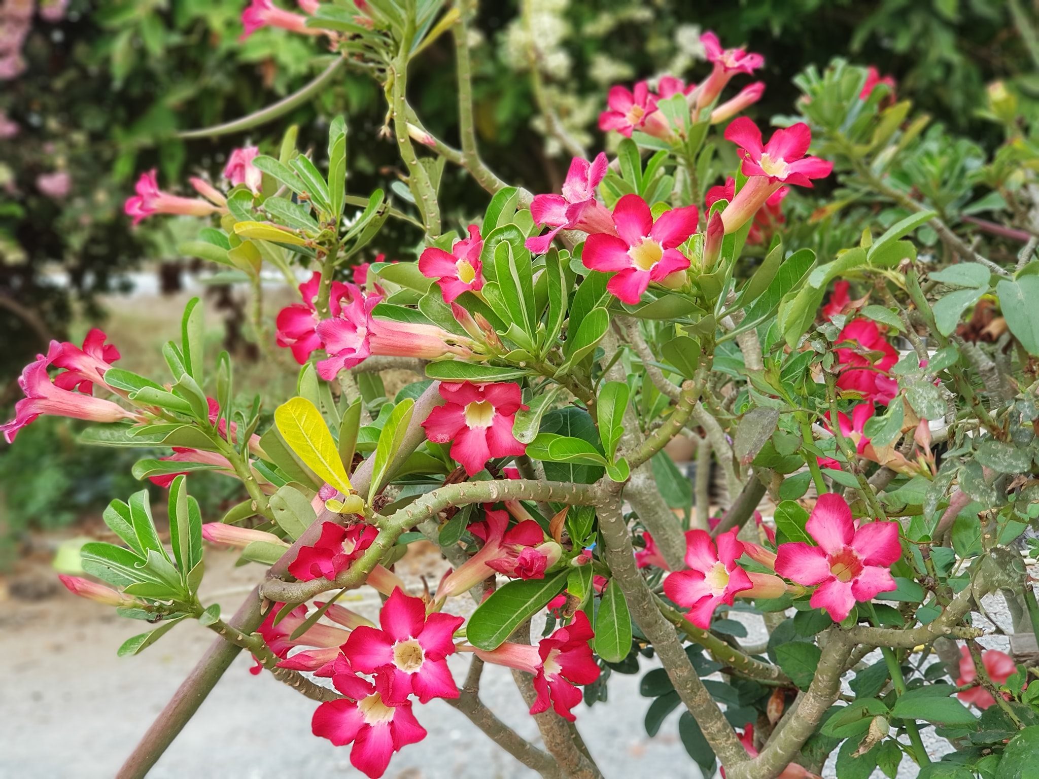 ถ้าพวกเราพูดได้ เราก็อยากขอให้วันนี้เป็นอีกหนึ่งวันที่ไม่เศร้าและมีความสุขกันทุก 2