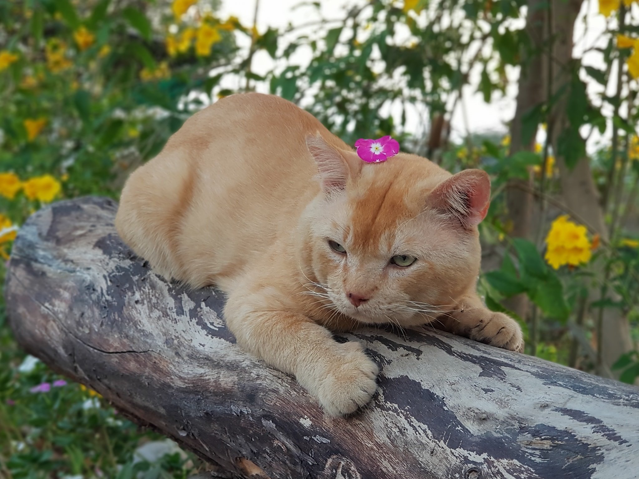 เรียกว่าปู่ ดูที ไม่ดีแน่ 4