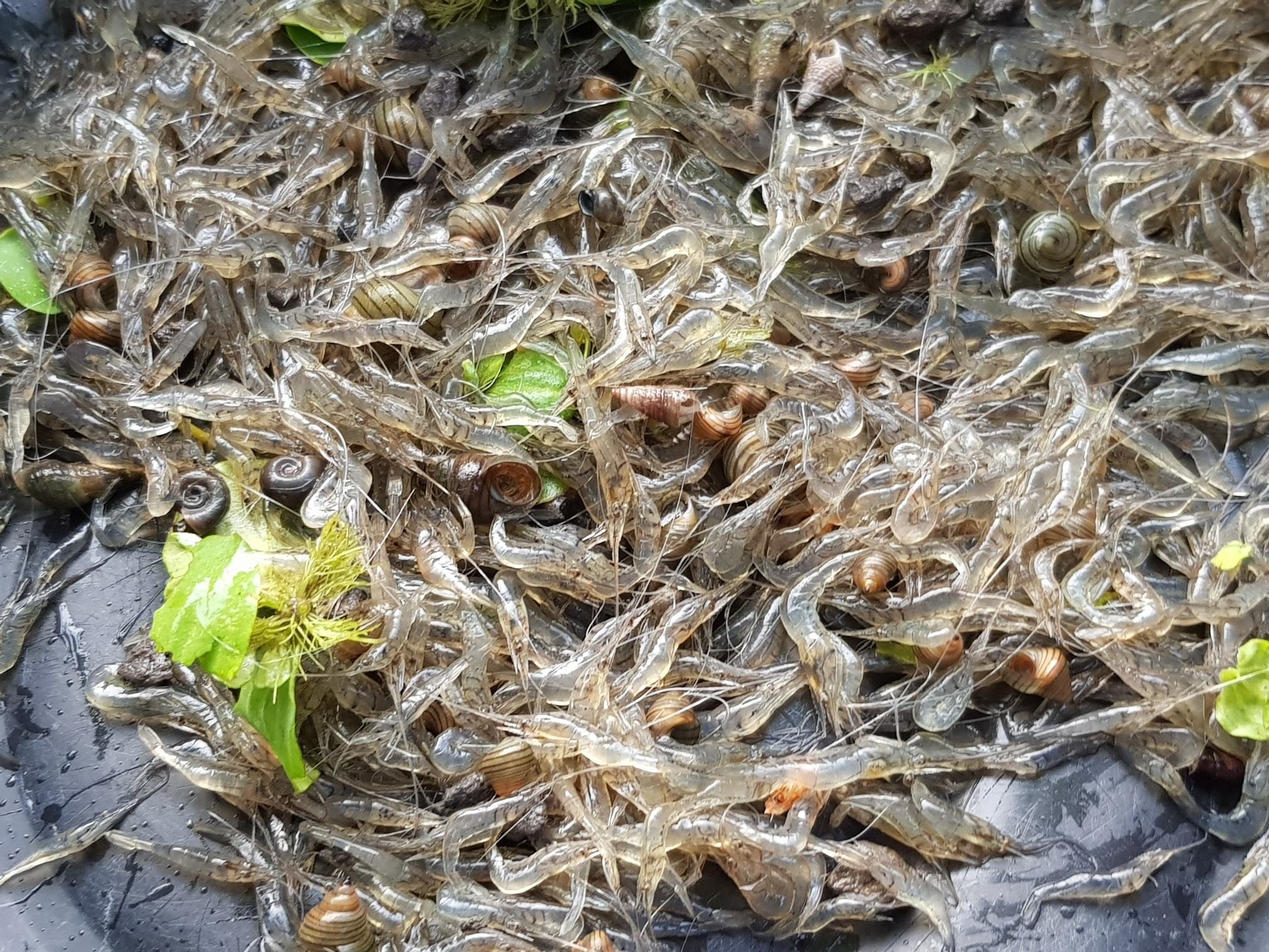 หากับข้าว ชาวทุ่ง มีกุ้งฝอย 4