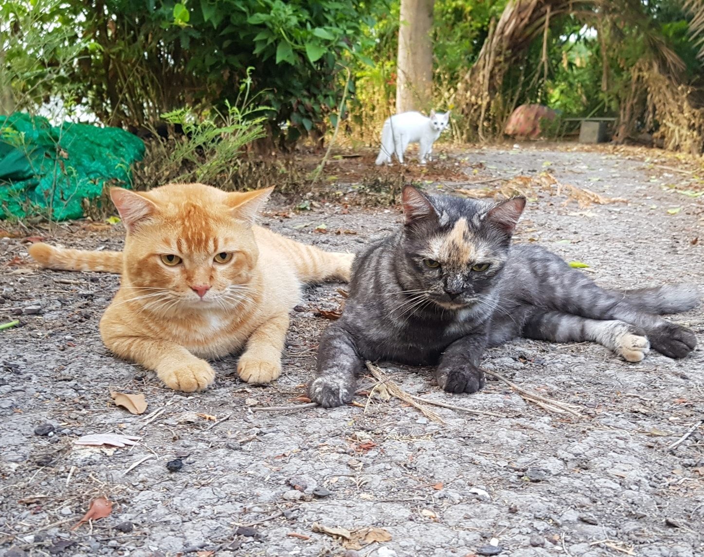 รถกับข้าว เช้าสาย ยังหายหัว 2