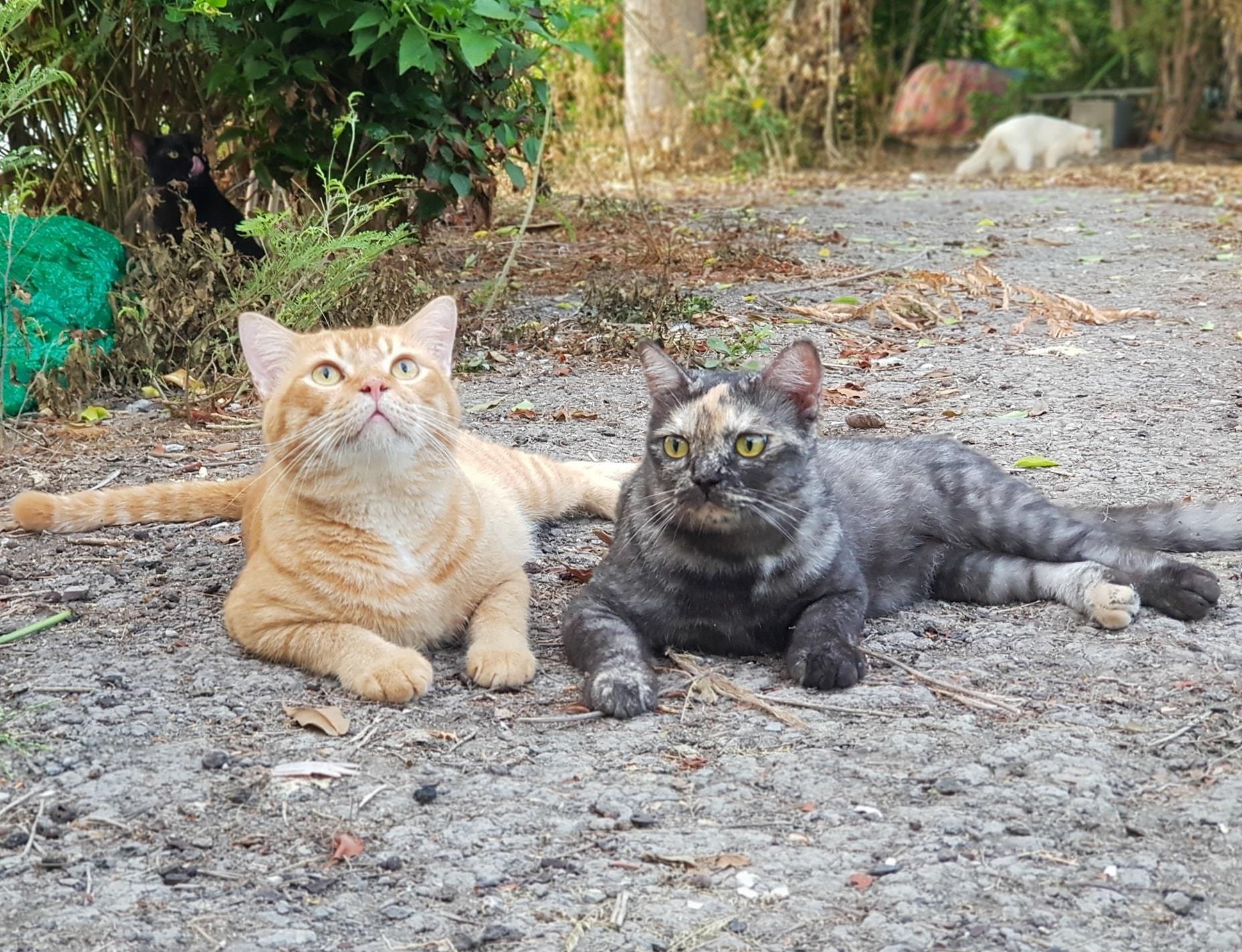 รถกับข้าว เช้าสาย ยังหายหัว 4