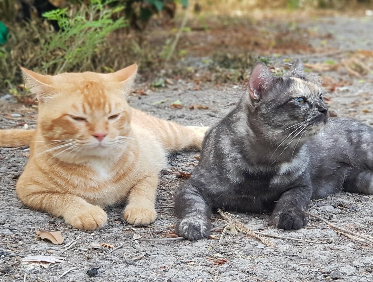 รถกับข้าว เช้าสาย ยังหายหัว 1