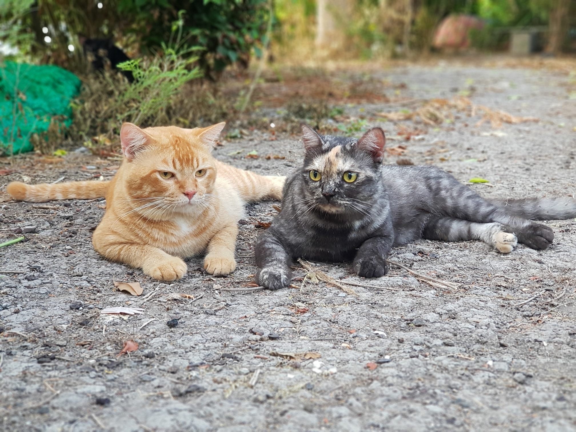 รถกับข้าว เช้าสาย ยังหายหัว 3