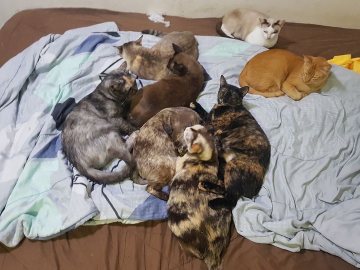 เผลอแป๊บเดียว มีแมวลายประมาณนี้ในบ้านเยอะเหมือนกันครับ สีเปรอะบ้าง ลายบ้าง เทาดำ 1