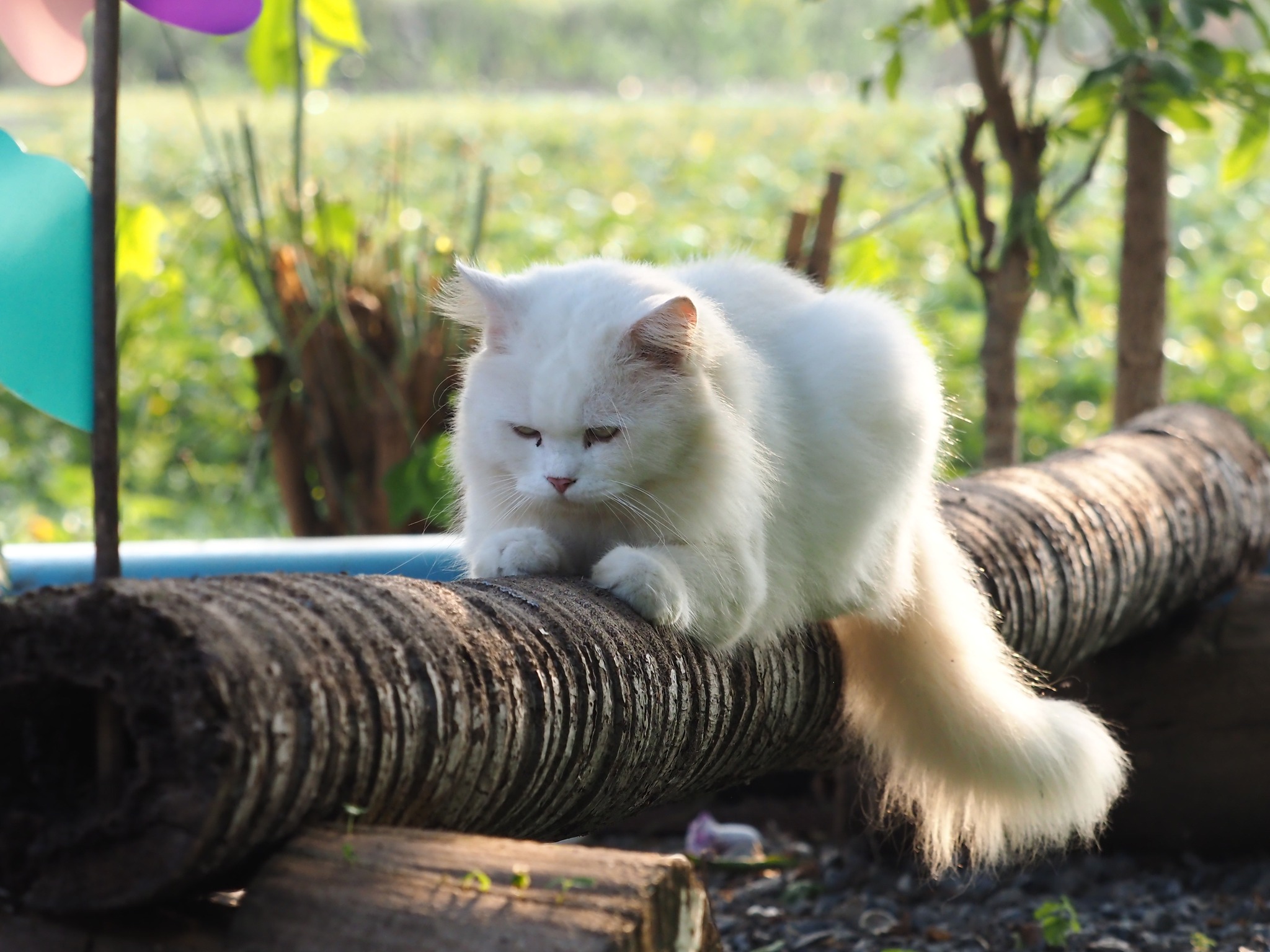 พ่อจะจับ อาบน้ำ คอยตามบ่น 3