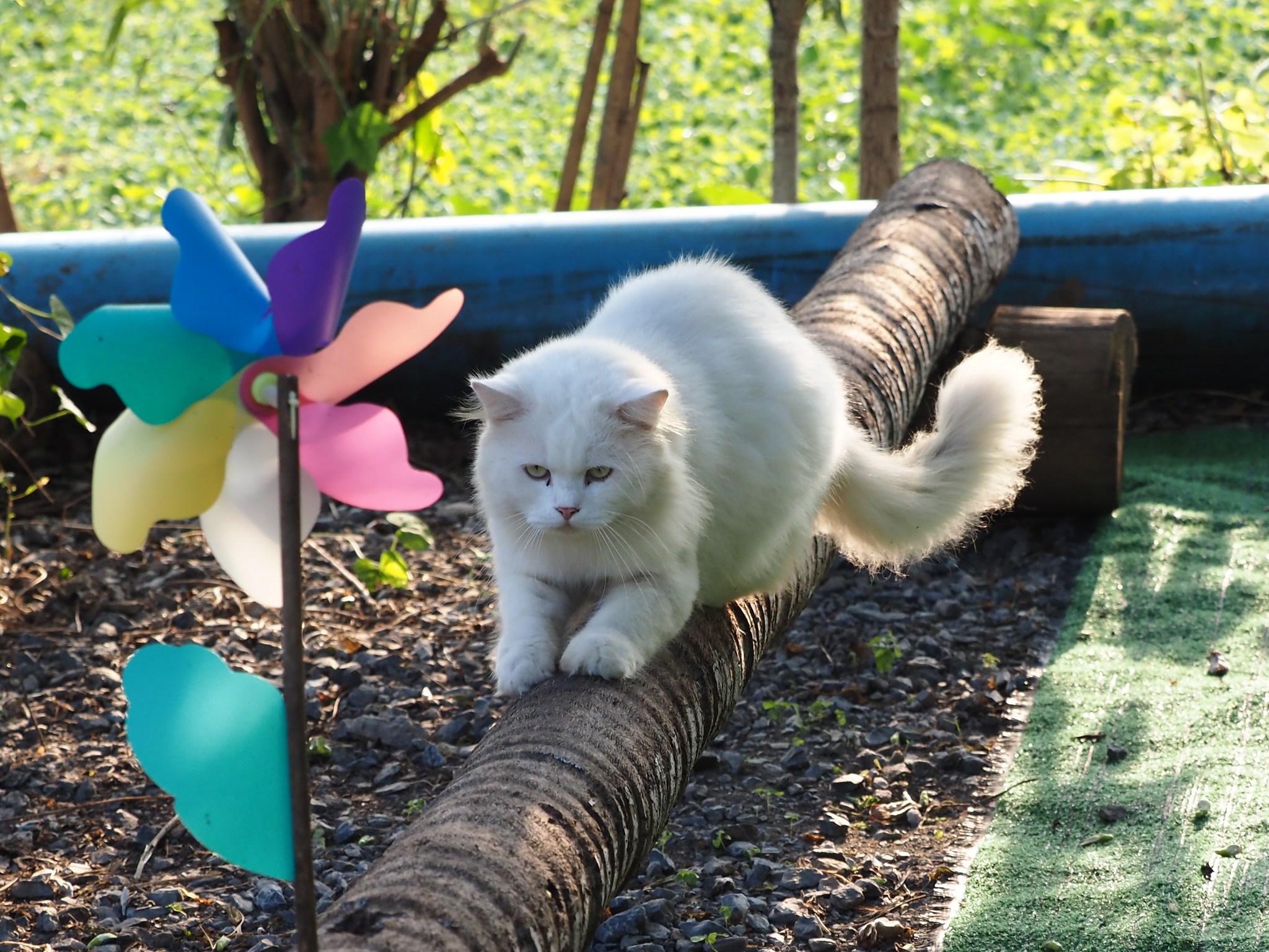 พ่อจะจับ อาบน้ำ คอยตามบ่น 4