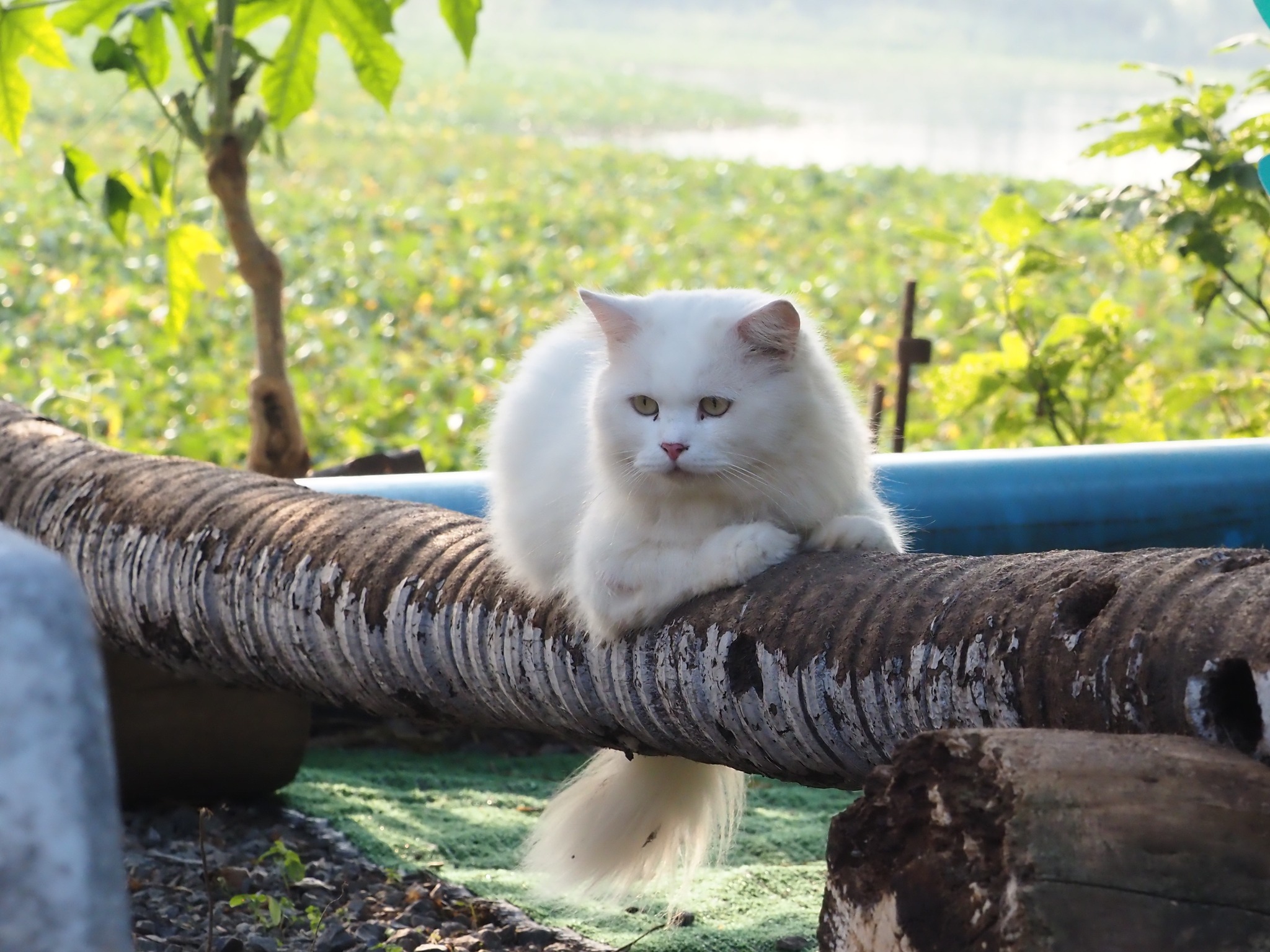 พ่อจะจับ อาบน้ำ คอยตามบ่น 2