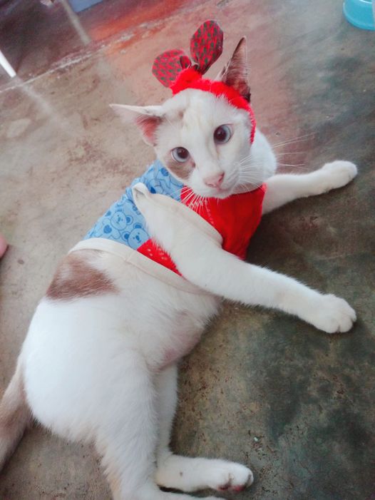 #ประกวดแต่งกลอน 1