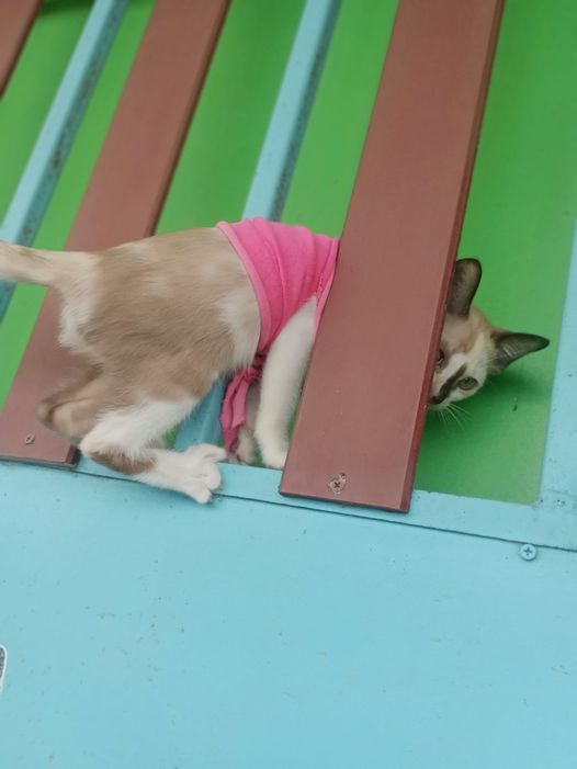 #ประกวดแต่งกลอน 1