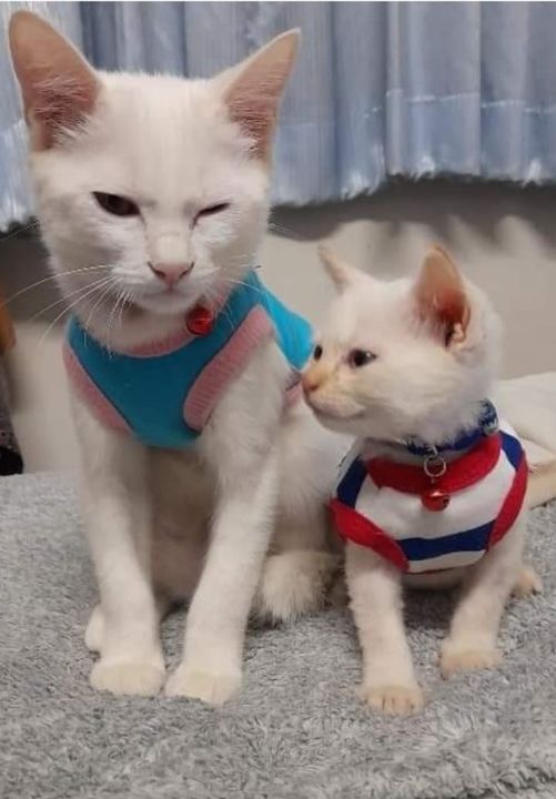 #ประกวดแต่งกลอน 1