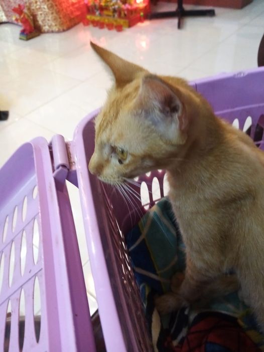 #ประกวดแต่งกลอน 1