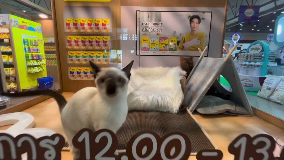 งานสัตว์เลี้ยงใหญ่งานใหญ่ประจำปี Pet Variety 2022 เริ่มแล้วนะครับ 1