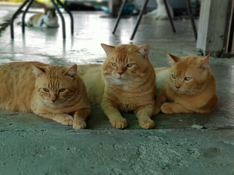 มารวมกลุ่ม หนุ่มงาม ทั้งสามรุ่น 1