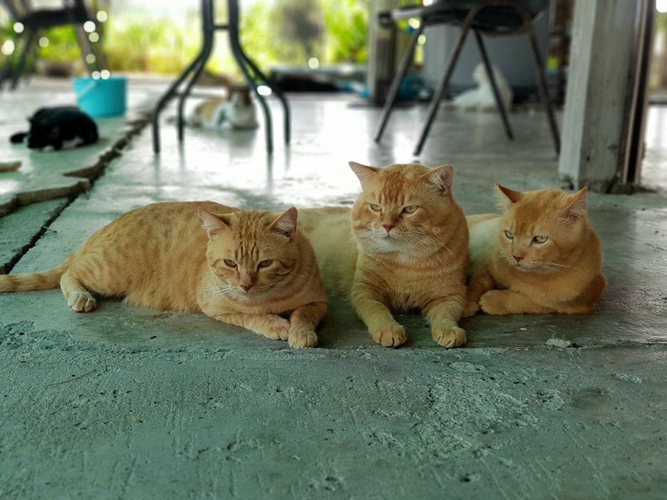 มารวมกลุ่ม หนุ่มงาม ทั้งสามรุ่น 2