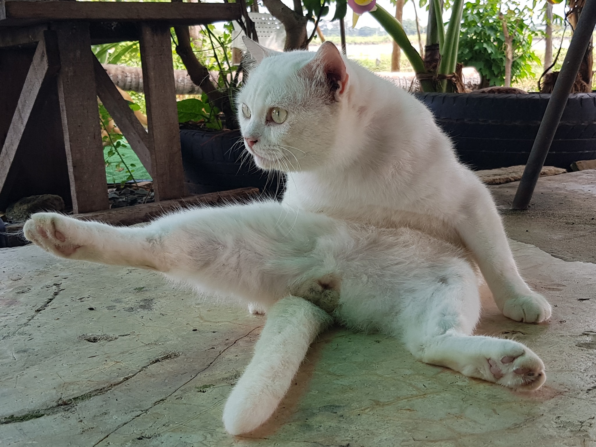 "ผมไปทำไฮไลต์ไข่ดำมาครับ วัยรุ่นแถวนี้กำลังนิยมกันครับพ่อ" 4