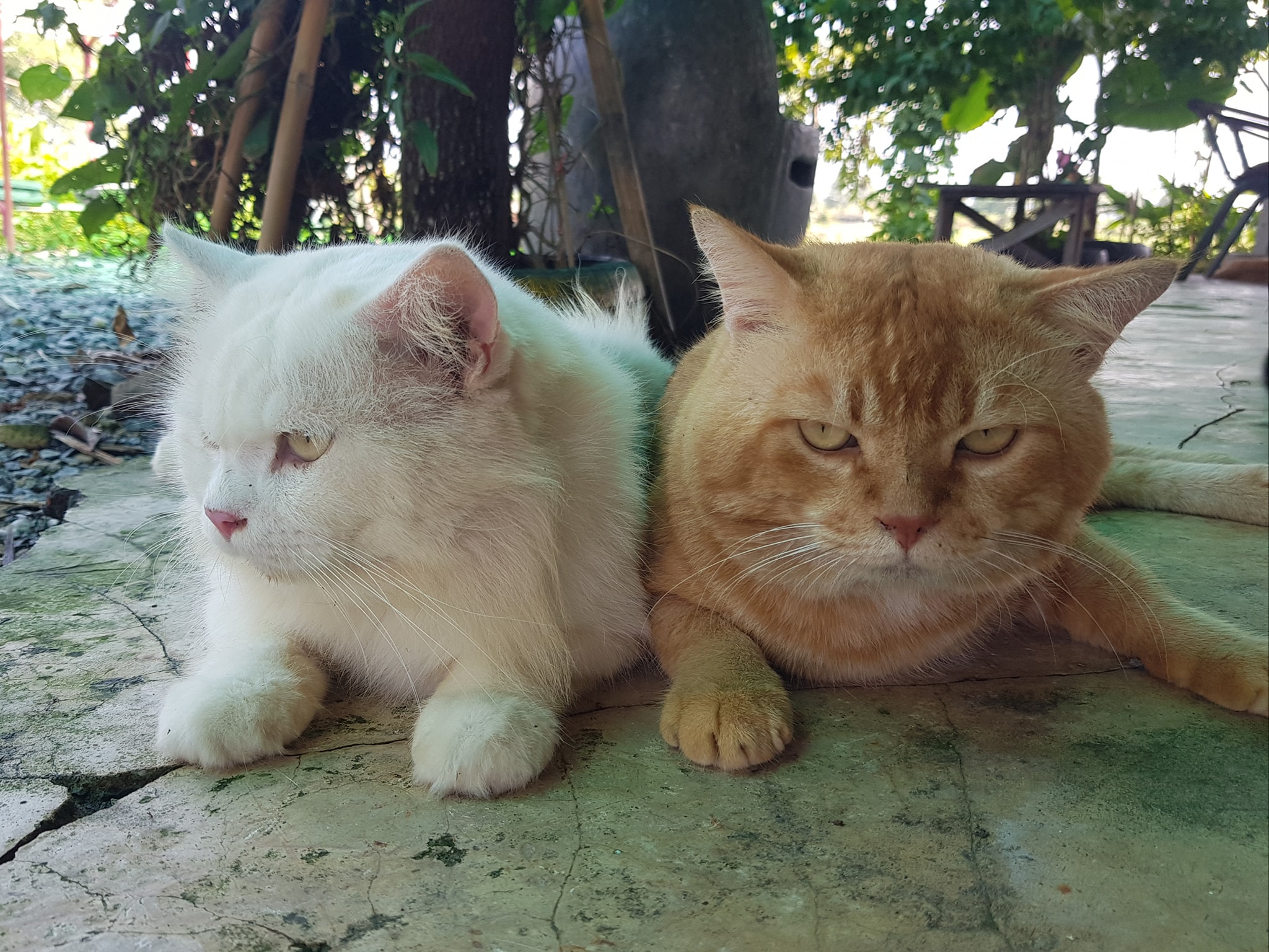 ทองมา: "บ่ายแล้วพ่อไม่เปิดแอร์อีกเหรอขาว" 2